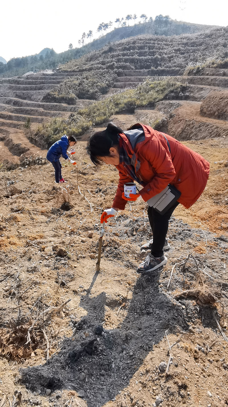 公司員工為李樹苗斷口涂漆，保護樹苗傷口和水份